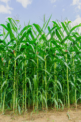 Green corn field in agricultural garden