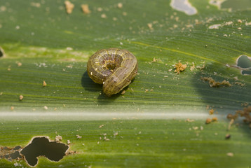 Fall armyworm Spodoptera frugiperda (Smith 1797) on the corn leaf