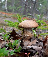 Wild plants Scandinavia and Kola Peninsula: Mushroom brown cap boletus (lat. Leccinum) grown among fir elfin wood, last year's leaves and bushes cranberries