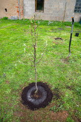 Baum pflanzen