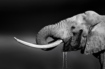 Elefantenbulle trinkt Wasser