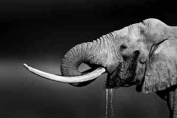 Küchenrückwand glas motiv Elefant Elefantenbulle trinkt Wasser