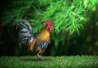 Close up portrait of bantam chicken on the grass, poultry