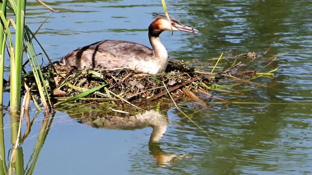 The great crested grebe (Podiceps cristatus) sitting on eggs in the nest on the lake