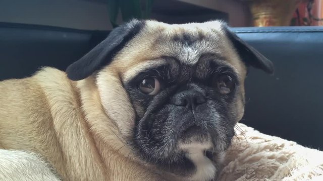 Mops HUnd liegt im K&ouml;rbchen und schaut

