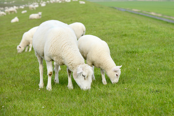 sheep and lamb graze on the meadow