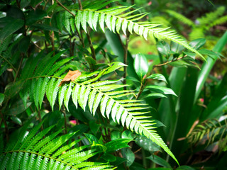 Natural green fern leave in the forest