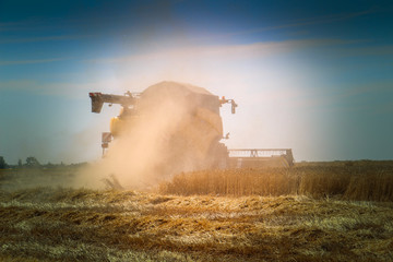 Fototapeta na wymiar Harvest grain harvest harvesting