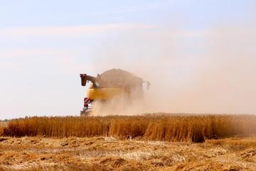 Fototapeta na wymiar Harvest grain harvest harvesting