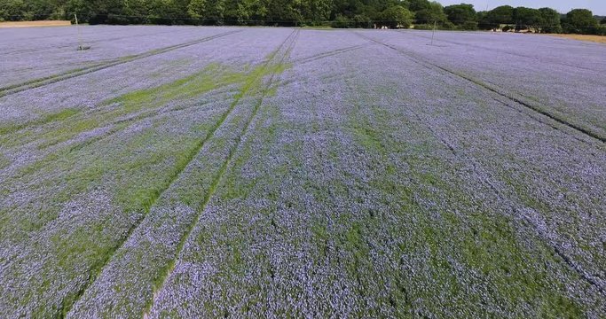 Panning through a wild linseed crop on a summers day blowing in the wind