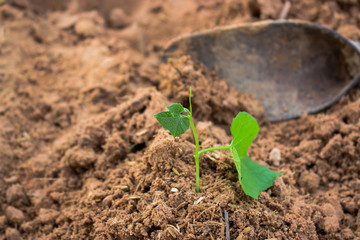 Trees small growing.