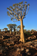 Quiver Tree Forest Namibia