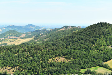 A forest with dark green pines in Romagna, Italy