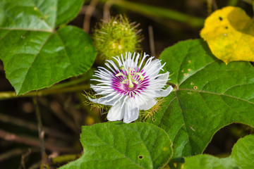 fetid passionflower in forest
