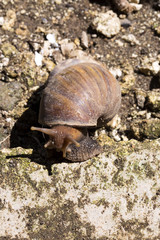 African giant snail Achatina Achatina snail is an invasive species, Bali, Indonesia