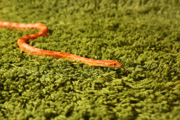 Pantherophis Guttatus snake, Corn Snake on green background