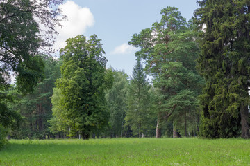 Fototapeta na wymiar Glade among a deciduous and conifers trees in a park