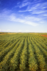 Field of green peppers