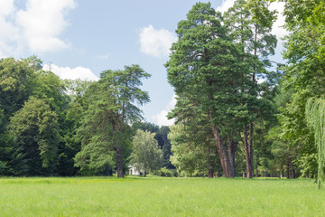 Glade among a deciduous and conifers trees in a park