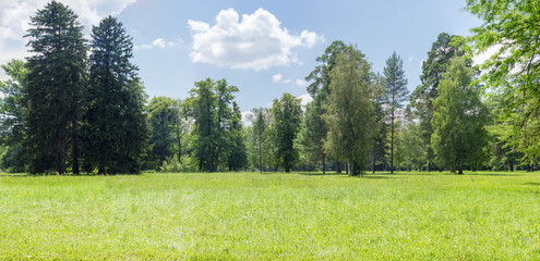 Panorama of a glade in a park © An-T