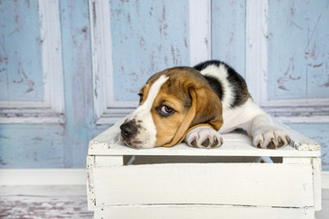 Süßer kleiner Beagle Welpe liegt auf einer weißen Holzkiste, den Kopf neben den Pfoten abgelegt mit Blick zur Seite