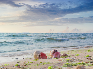 Sea shells on a sandy beach against the sea