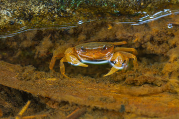 Crab crustacean in rainforest
