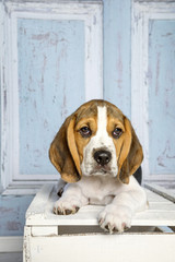 Süßer kleiner Beagle Welpe liegt auf einer weißen Holzkiste