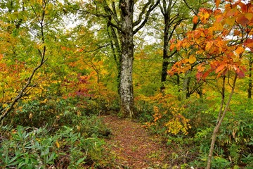 Fototapeta premium 秋の奥裾花自然園