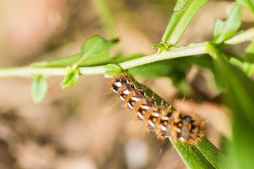 caterpillar