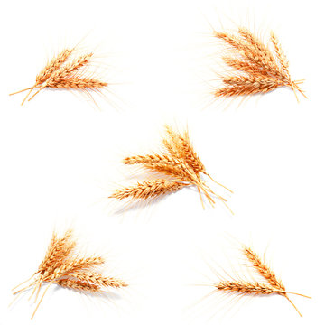 Collection of photos wheat ears isolated on a white