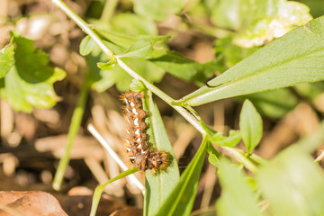 caterpillar