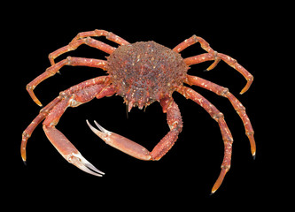 european spider crab