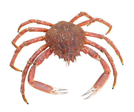 european spider crab