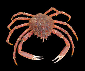 european spider crab