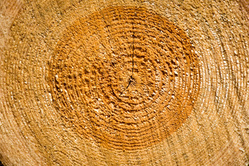 Naklejka premium A big pile of wood in a forest road