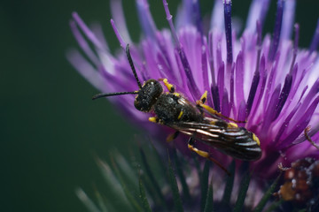 Hoverfly on a flower of a thistle.