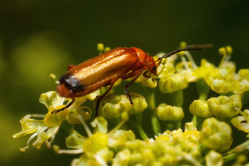 Beetle firefighter (Cantharis rustica).