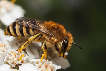A bee on a flower.