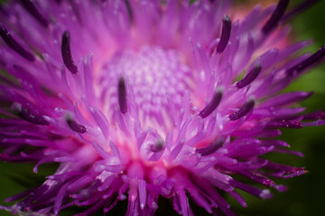 Obraz premium Thistle flower, macro.