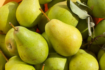 Ripe yellow and green pears in bright sunlight. Small fruit from tree garden, plucked at late summer.