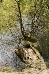 The old willow trunk decay in the lake.