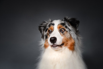 Australian Shepherd mit aufgerissenen Augen und Blick zur Seite vor grauen Hintergrund