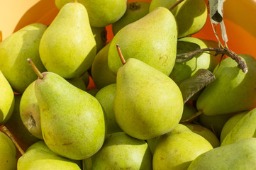 Ripe yellow and green pears in bright sunlight. Small fruit from tree garden, plucked at late summer.