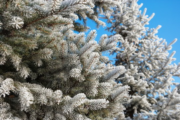 Hoarfrost on branches of spruce tree