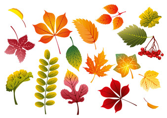 Herbst / Blätter / Vektor
