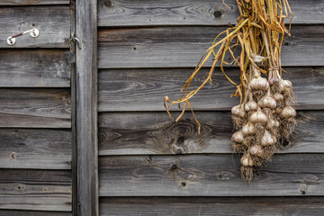 Garlic bulbs and cloves on rustic wooden background. Garlicky set on gray wood contry wall and door, doorhandle, padlock.