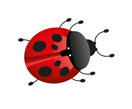 Marienk&auml;fer / Verktor