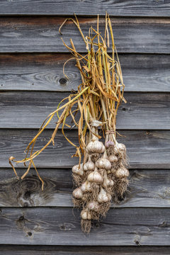 Garlic bulbs and cloves on rustic wooden background. Garlicky set on gray wood contry wall. Vertical photo.