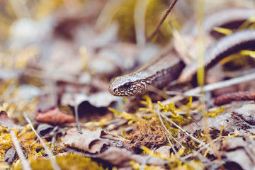 Slow Worm or Blind Worm, Anguis fragilis